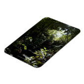 Robuuste trap/voetpad in bos, zonlicht magneet (Linkerzijde)