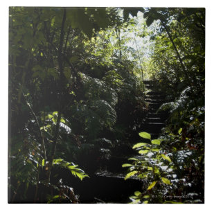 Robuuste trap/voetpad in bos, zonlicht tegeltje