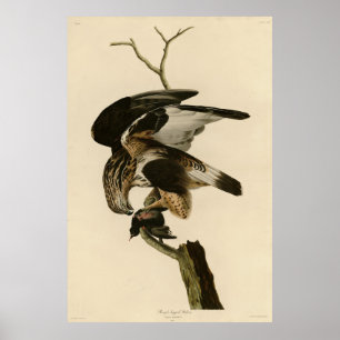 Robuuste valk uit Audubon Birds of America Poster