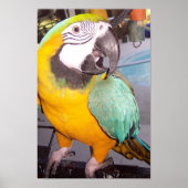 Rocco Poster (Voorkant)