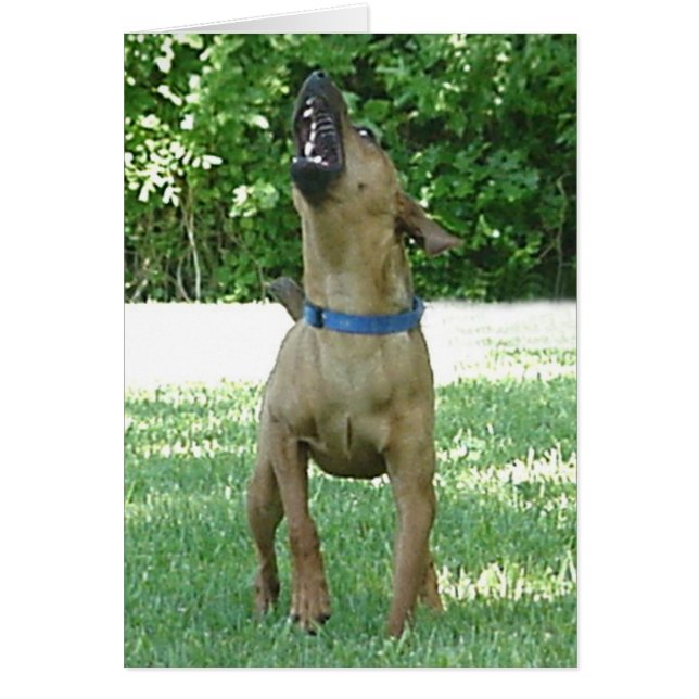 Rocco - Rye Ruv Roo! Kaart (Voorkant)