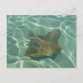 Rochen im Meer Postkarte Grußkarte Briefkaart