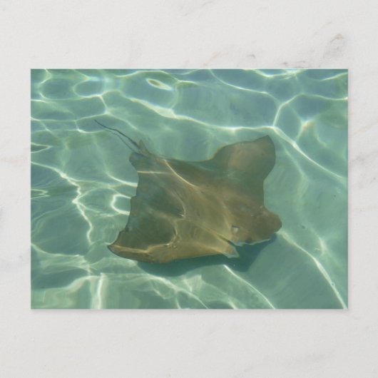 Rochen im Meer Postkarte Grußkarte Briefkaart (Voorkant)