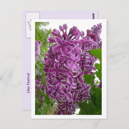 Rochester Lilacs Briefkaart (Voorkant / Achterkant)