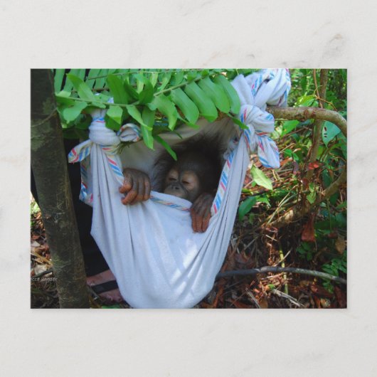 Rock a Dag Baby Orangutan Briefkaart (Voorkant)