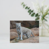 Rock achtergrond Bengalen witte tijger Briefkaart (Staand voorkant)