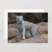 Rock achtergrond Bengalen witte tijger Briefkaart (Voorkant / Achterkant)