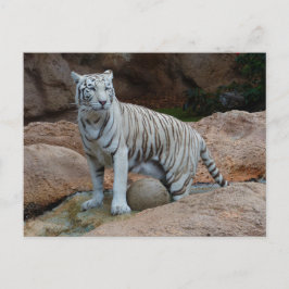 Rock achtergrond Bengalen witte tijger Briefkaart