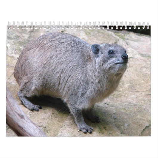 Rock Badger Kalender (Hoes)
