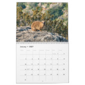 Rock Badger Kalender (Jan 2027)