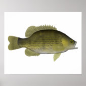 Rock Bass Poster (Voorkant)