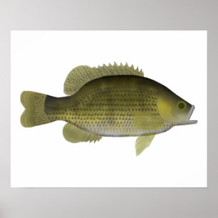 Rock Bass Poster