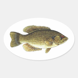 Rock Bass - Red Eye Ovale Sticker