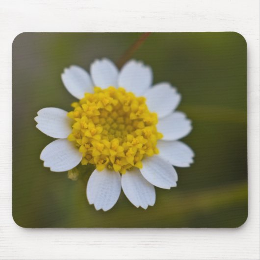 Rock Daisy Mousepad Muismat (Voorkant)