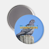 Rock Dove Pigeon magnet (Voorkant / Achterkant)
