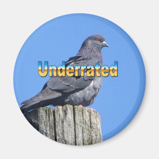 Rock Dove Pigeon magnet (Voorkant)