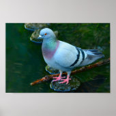 Rock Dove Poster (Voorkant)