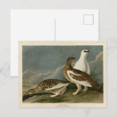 Rock Grous (Ptarmigan), Audubon's Birds of America Briefkaart (Voorkant / Achterkant)