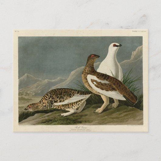 Rock Grous (Ptarmigan), Audubon's Birds of America Briefkaart (Voorkant)