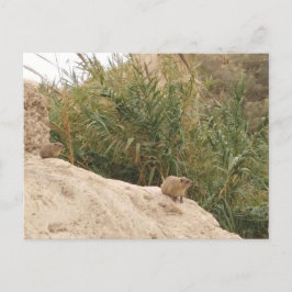 Rock Hyrax, Ein Gedi, Israël Briefkaart