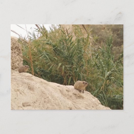 Rock Hyrax, Ein Gedi, Israël Briefkaart (Voorkant)