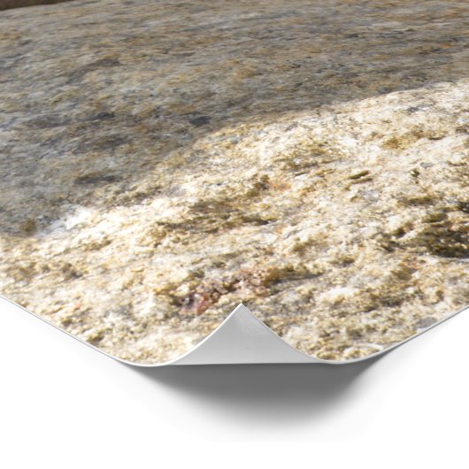 Rock hyrax op steen poster (Hoek)