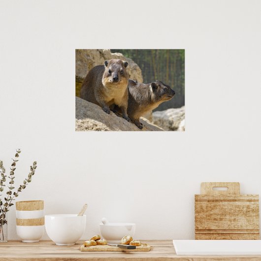 Rock hyrax op steen poster (Keuken)