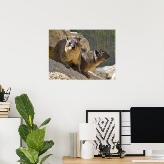 Rock hyrax op steen poster (Thuiskantoor)