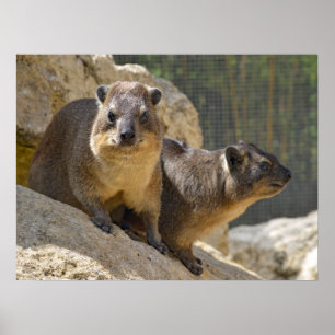 Rock hyrax op steen poster