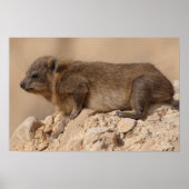 Rock Hyrax Poster (Voorkant)