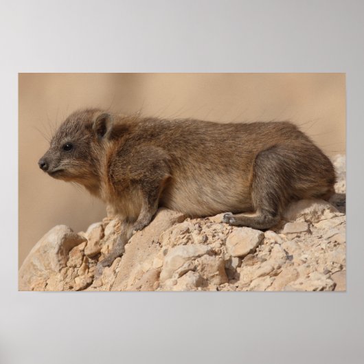 Rock Hyrax Poster (Voorkant)