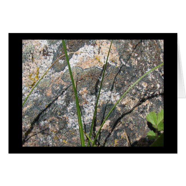 Rock, Lichen, Flora (Voorkant Horizontaal)