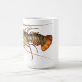 Rock Lobster - Panulirus Regis Koffiemok (Center)