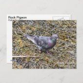 Rock Pigeon Briefkaart (Voorkant / Achterkant)