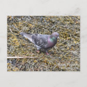 Rock Pigeon Briefkaart (Voorkant)