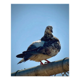 Rock Pigeon Foto Afdruk