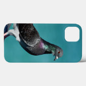 Rock Pigeon iPhone hoesjes (Achterkant (horizontaal))