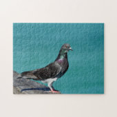 Rock Pigeon Legpuzzel (Horizontaal)