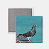 Rock Pigeon Magneet (Voorkant / Achterkant)