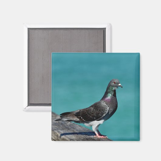 Rock Pigeon Magneet (Voorkant / Achterkant)