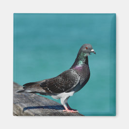 Rock Pigeon Magneet