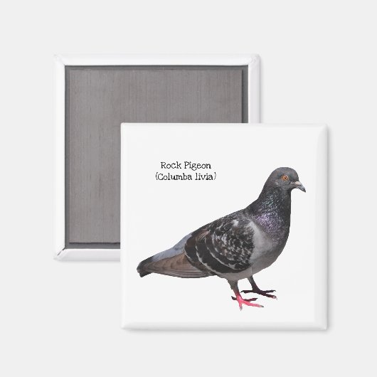 Rock Pigeon Magneet (Voorkant / Achterkant)