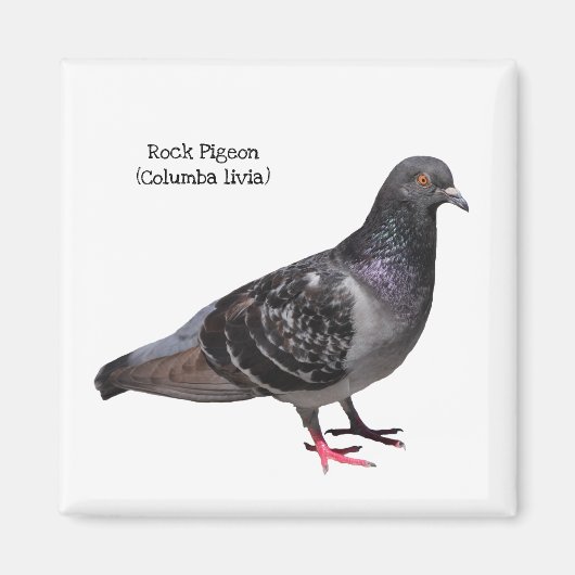 Rock Pigeon Magneet (Voorkant)