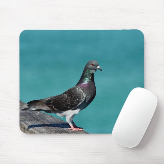 Rock Pigeon Muismat (Met muis)