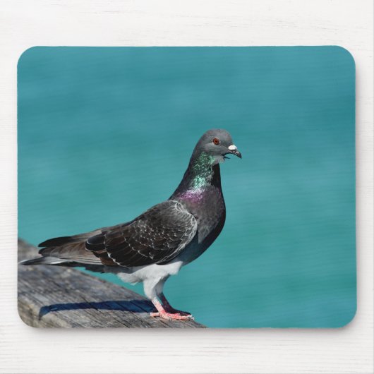 Rock Pigeon Muismat (Voorkant)