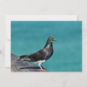 Rock Pigeon Notitiekaartje