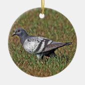 Rock Pigeon Ornament (Voorkant)