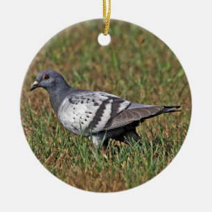 Rock Pigeon Ornament
