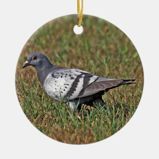 Rock Pigeon Ornament (Voorkant)