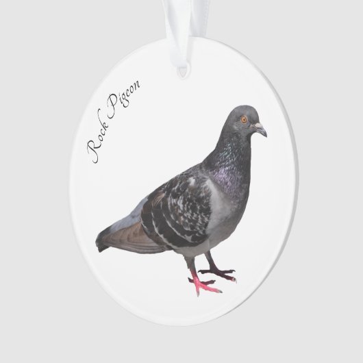 Rock Pigeon Ornament (voorkant)
